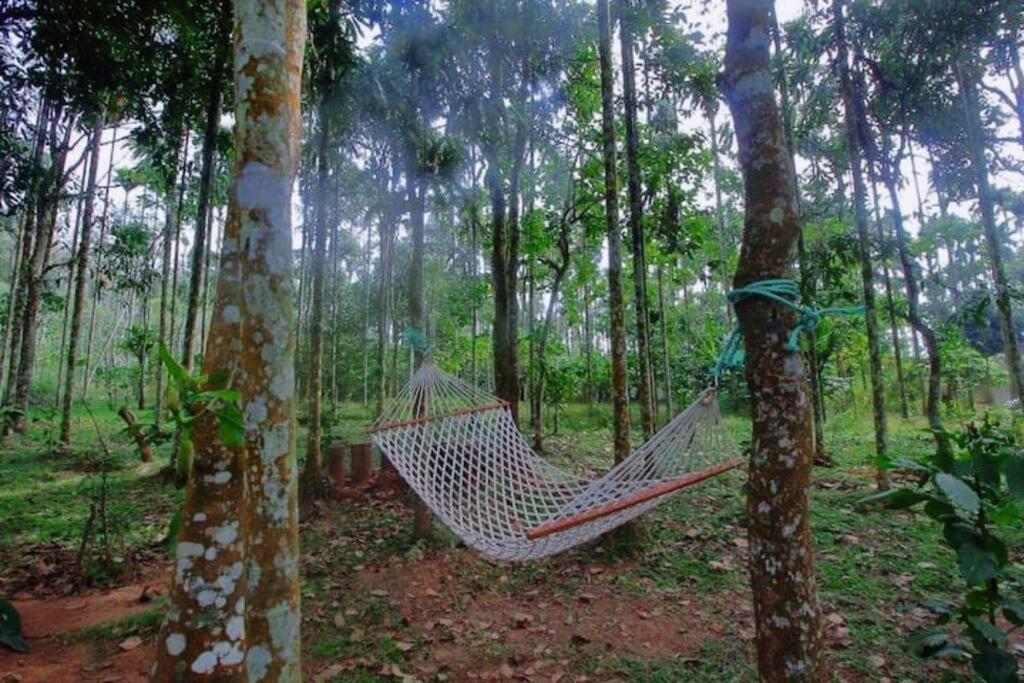 Tall Trees - Modern Forest Villa In Wayanad 苏丹巴特利 外观 照片