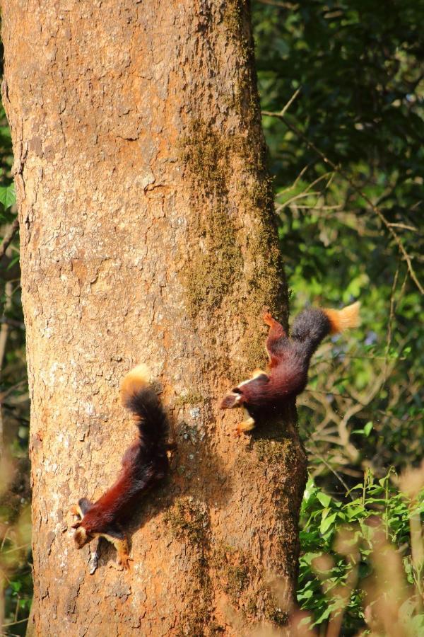 Tall Trees - Modern Forest Villa In Wayanad 苏丹巴特利 外观 照片
